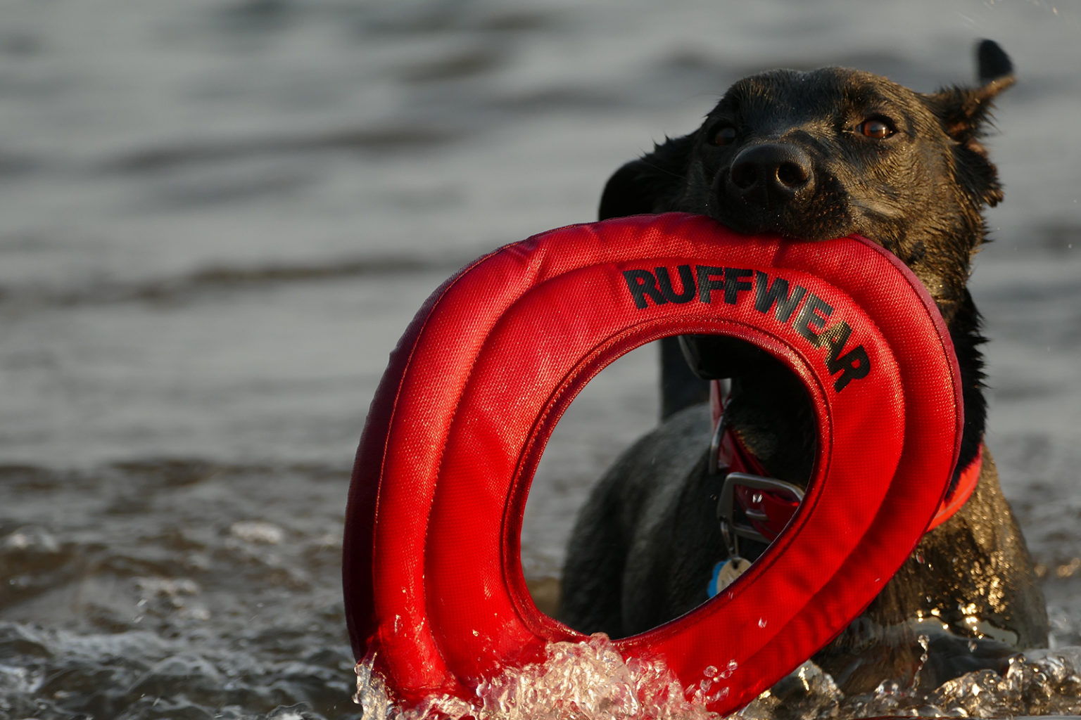 yuki-dog-403365-unsplash-1536x1024